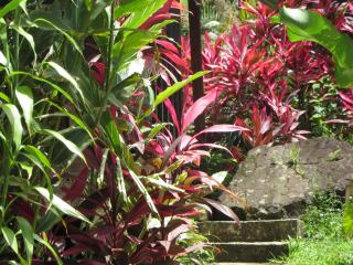 Hibiscus Valley Inn - Marigot - 4