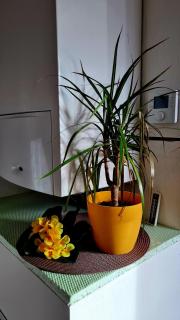 Apartement *Harzblick* - Nordhausen - 6