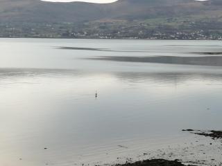 The Oystercatcher - Rostrevor - 7