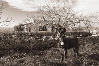 155 Finca Son Rossignol by Mallorca Charme - Sineu - 3