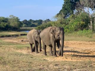 Captain's Cottage at Yala - 4