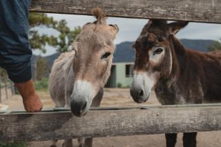 Banksia Park Cottages - Kangaroo Valley - 6