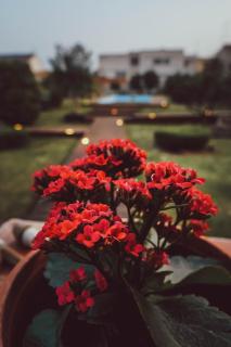 Villa Paquita - Delta de l'Ebre - Deltebre - 1