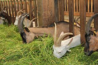 chevrerie de la huberdiere - 7