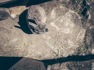 Kinderbauernhof Scharrerhof - 4