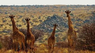 Tutwa Desert Lodge - 5