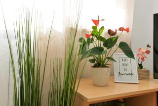 Apartments Divna - Betina - 0