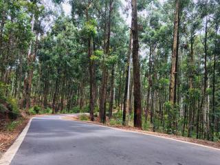 Green Wood Hotel - 1