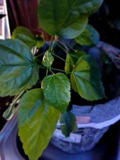 Luxury Chocolate - 4