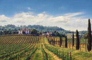 Terra Rosa Country House & Vineyards - 7