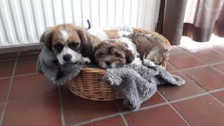 't Rond Bargie - Exloo - 3