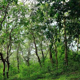 Olivia Homestay Idukki - 1