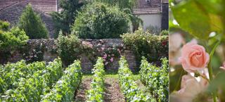 Domaine VIOLOT-GUILLEMARD - 4