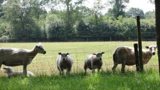 Landhotel Diever - Diever - 2