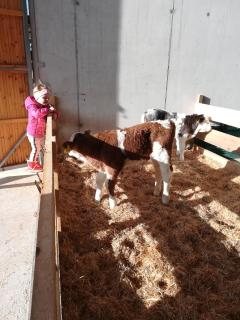 BIO- Bauernhof Obermaurach - 1