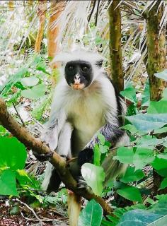 Red Monkey Beach Lodge - Jambiani - 7
