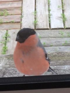 Kullsbjörken Bed & Breakfast - 4