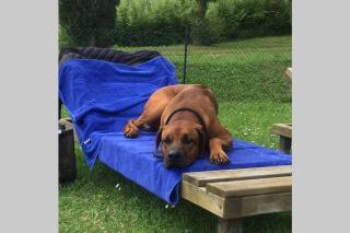 VILLA LIZ Tuscany, private pool, hot tub, property fenced, pets allowed - 1