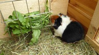 Ferienbauernhof Mehlbach - 1