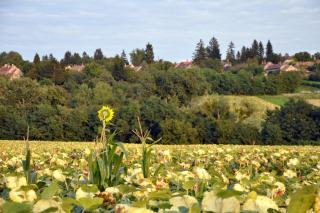 Jacuzzi, Hot Tub, and Sauna Retreat near Hévíz - 6