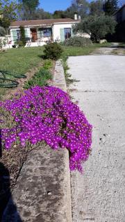 L'Olivette - Montfrin - 1
