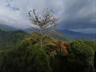 Palmtree Leaf, Munnar - Munnar - 2