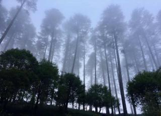 Madhuban Sarovar Portico Mussoorie - Mussoorie - 2