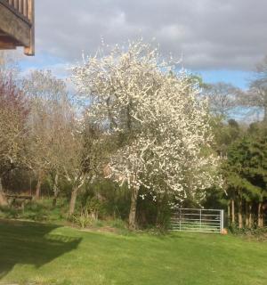 Shakespeare's View - Stratford-upon-Avon - 7