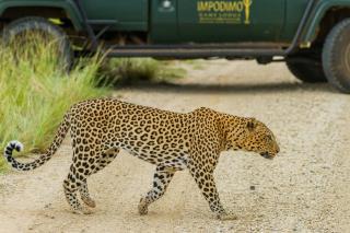 Impodimo Game Lodge - Madikwe Game Reserve - 6