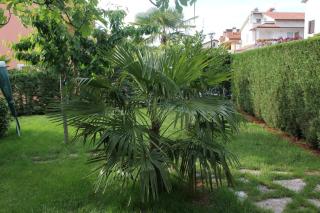 Apartments with a parking space Umag - 7735 - Umag - 2