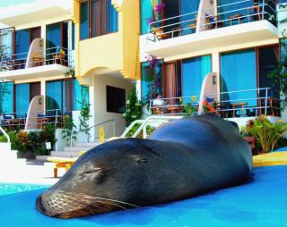 Hotel Solymar - Puerto Ayora - 4