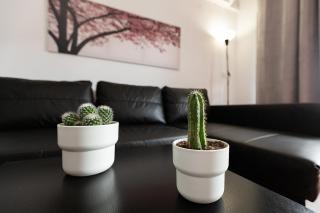 MONKÓ CACTUS - Torremolinos - 4