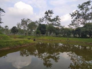 Puroni Bheti Tea and Farm Retreat - Jorha - 8