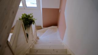 Palma rosa - Cannes - 5
