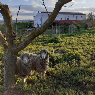 Masseria Agriturismo Moschella - Posta Piana - 7