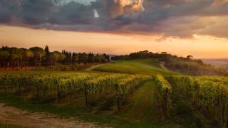 Tenuta San Vito In Fior Di Selva - Montelupo Fiorentino - 6