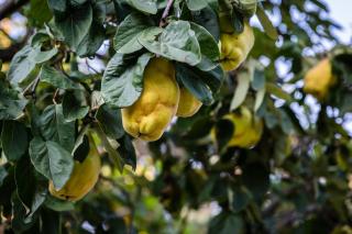 Poterie de Pierroux - Roussillon - 4