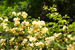 Poterie de Pierroux - Roussillon - 8