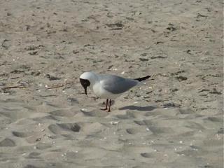 Darsser Weg 34 - Zingst - 4