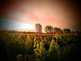 Finca Malbec de Montaña - San Rafael - 0