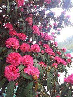 Vamoose Salakha - Darjeeling - 2