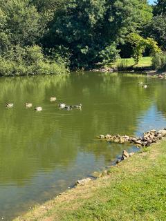 La Fermette Aux Canards - Savigny-Lévescault - 7