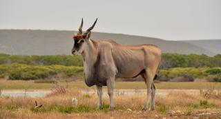 De Hoop Collection - Opstal Houses - De Hoop Nature Reserve - 6