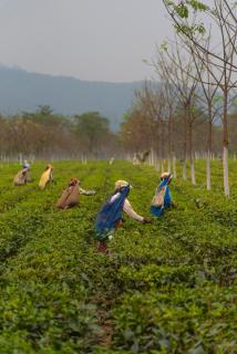 Taj Chia Kutir Resort & Spa Darjeeling - 2