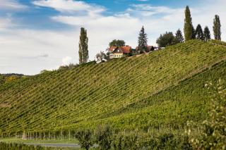 Ferienwohnungen Weingut Familie Danko - 9