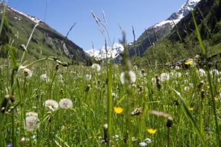Garni Rösslhof - Hollersbach im Pinzgau - 6