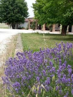 I Duchi Pellegrini - 1