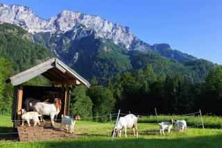 Berghof Lippenlehen - Marktschellenberg - 3
