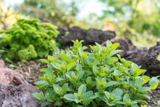 Marina Cove Bay of Islands - 8