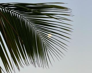 The Novelo - Caye Caulker - 1